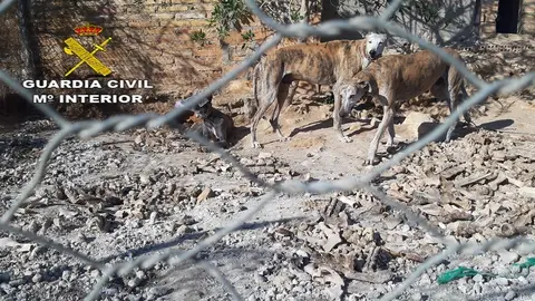 Perros muertos en Alcal&aacute; de Guadaira