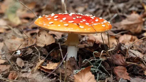 setas venenosas Valverde del Camino