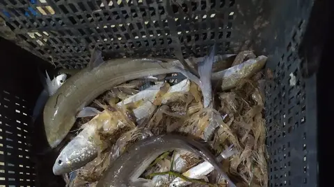 La pesca confiscada por la Guardia Civil de los investigados en el Guadalquivir (Sevilla)