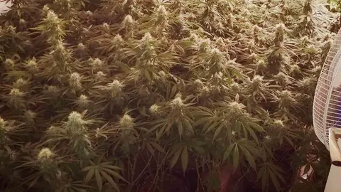 Plantas de marihuana en El Ejido