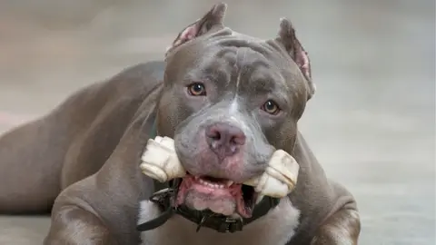 Perro raza Pitbull | Archivo El MIRA