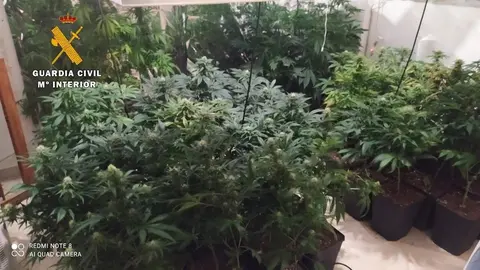Plantas de marihuana en Almer&iacute;a