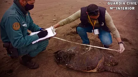 La Guardia Civil rescatando la tortuga