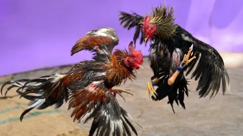 Pelea de Gallos / Imagen de Archivo