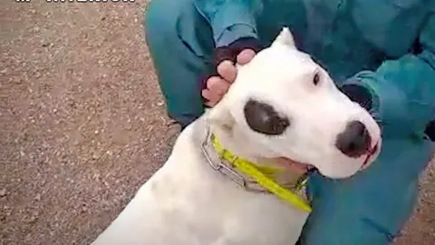 Perro con orejas cortadas | Guardia Civil