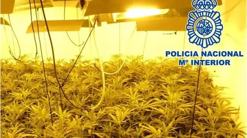 Marihuana en Alcal&aacute;