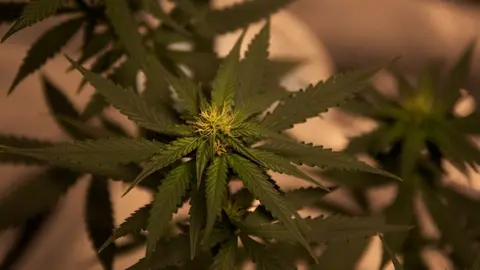 Planta de Marihuana / Imagen de Archivo