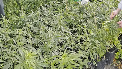 Plantaci&oacute;n marihuana