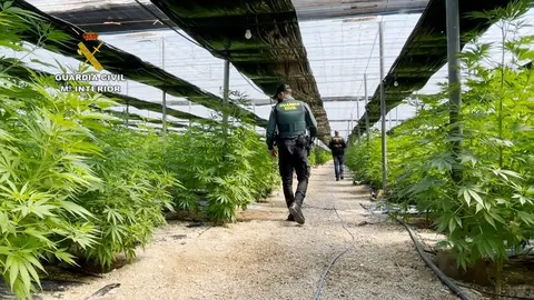 Plantaci&oacute;n de marihuana descubiertas por la Guardia Civil