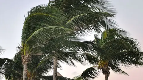 Efectos del viento en palmeras