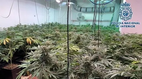 Plantaci&oacute;n de marihuana en M&aacute;laga / EP