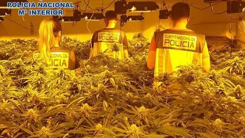 Polic&iacute;a marihuana en Almer&iacute;a / EP