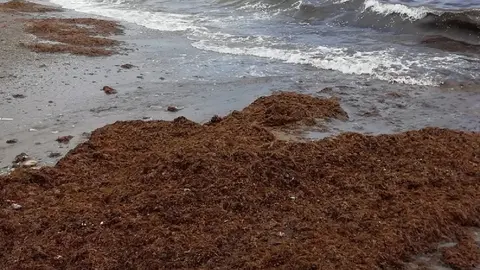 El alga asi&aacute;tica invasora