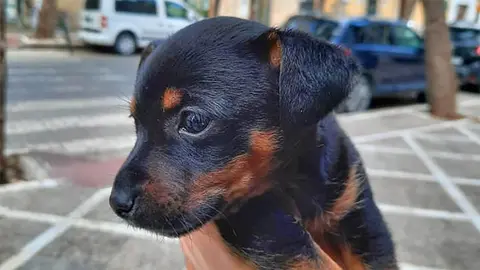 Cachorro de perro abandonado en una caja en la basura en Jerez de la Frontera