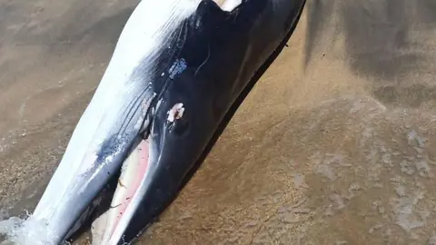 Ballena muerta