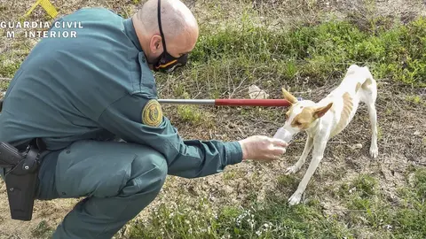 Rescate perro Pinos Puente