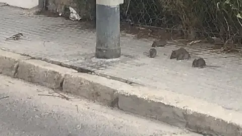 Ratas en la calle Almirante Vierna de C&aacute;diz