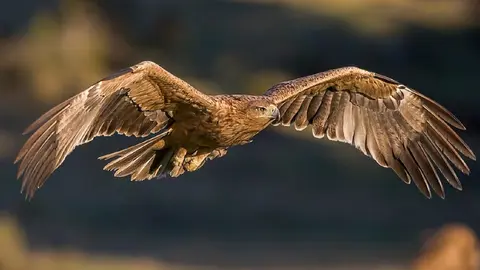 210411_&Aacute;guila Imperial Ib&eacute;rica (3)