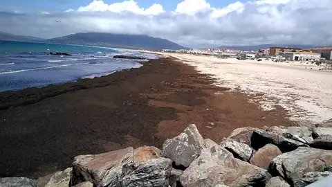 Playa de Tarifa inundada con el alga asi&aacute;tica