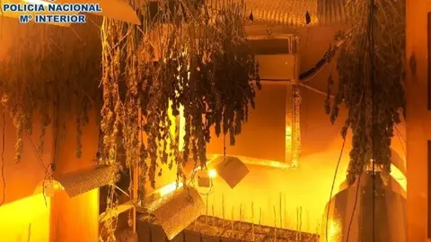 Plantaci&oacute;n de marihuana en M&aacute;laga