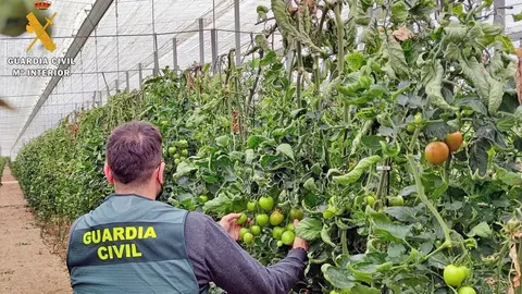 Robo de tomates en El Ejido | Guardia Civil