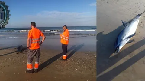 Delf&iacute;n muerto provincia de C&aacute;diz