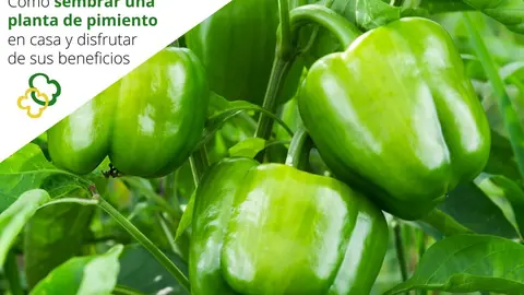 Como sembrar una planta de pimiento en casa y disfrutar de sus beneficios