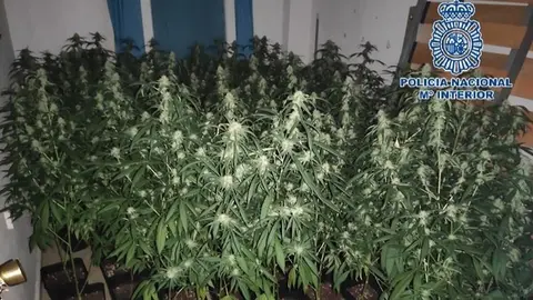 Plantaci&oacute;n de marihuana en M&aacute;laga