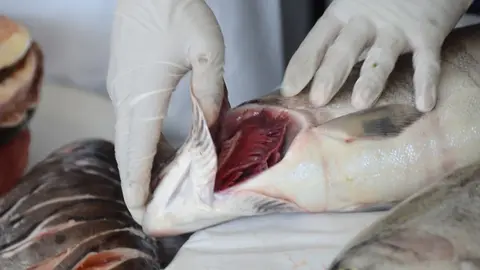 Pescado en mal estado | Imagen de Archivo