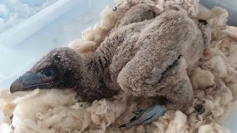 Pirenaico, cr&iacute;a de quebrantahuesos