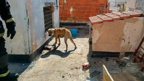 Un perro abandonado en una azotea