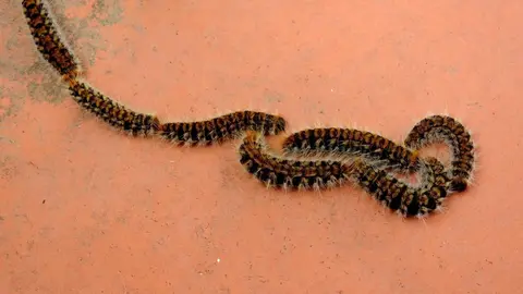 Orugas procesionarias en fila