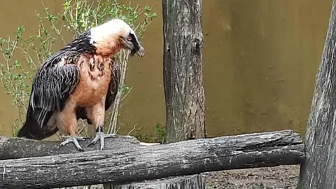 quebrantahuesos jerez