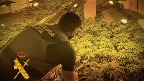 Plantaci&oacute;n de marihuana en Roquetas de Mar (Almer&iacute;a)