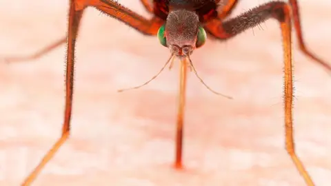 Picadura de mosquito