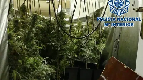 Plantaci&oacute;n de marihuana en El Puerto