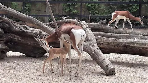 Nace una nueva cr&iacute;a de gacela Mhorr en el Zoo de Jerez
