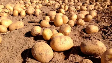 Patata nueva andaluza