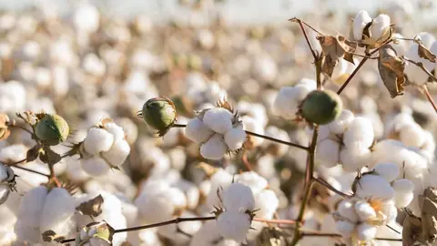 Plantaci&oacute;n de algod&oacute;n