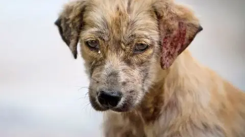 El monumento a las mascotas abandonadas de Jerez saldr&aacute; de los colegios