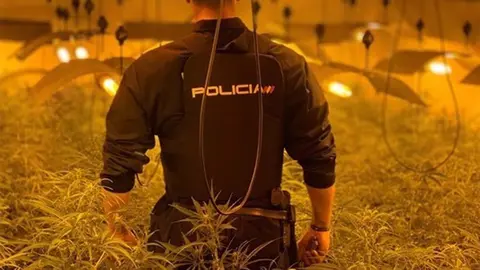 Plantaciones de marihuana