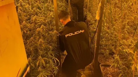 Polic&iacute;a Nacional en la plantaci&oacute;n de marihuana