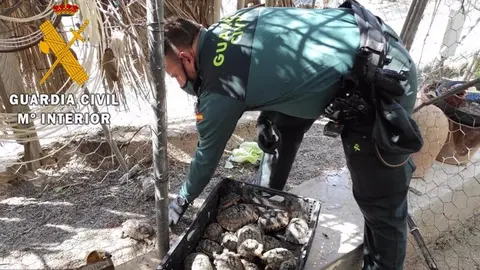 Intervenci&oacute;n de tortugas moras