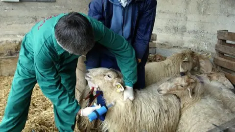 Vacunaci&oacute;n contra la lengua azul