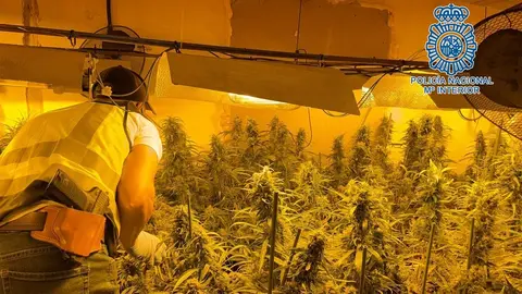 Jerez Plantaci&oacute;n Marihuana