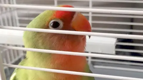 Agaporni perdido en Jerez 