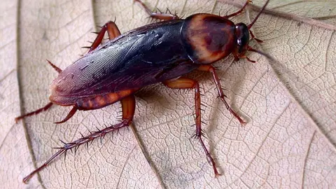 La cucaracha americana