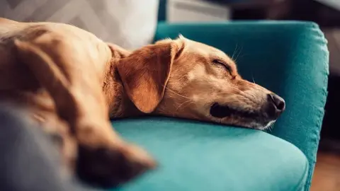 Perro durmiendo en el sof&aacute; 