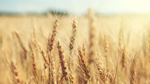 Campo de trigo / El Mira