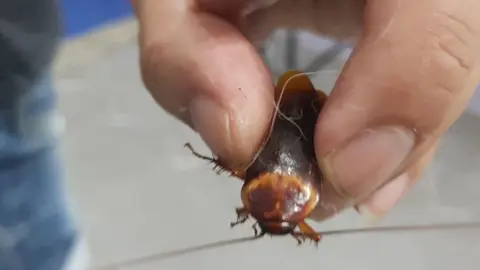 Cucaracha herida